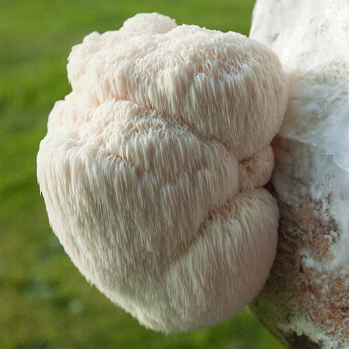 🍄🟫 Lion’s Mane : Le Champignon aux Mille Vertus pour le Cerveau et la Santé