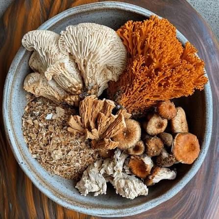 Plantes et champignons adaptogènes : bienfaits, exemples et utilisation